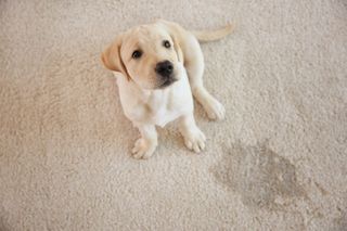 Puppy having an accident on carpet